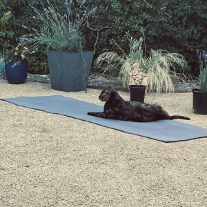 Online Yoga Class - Single Class